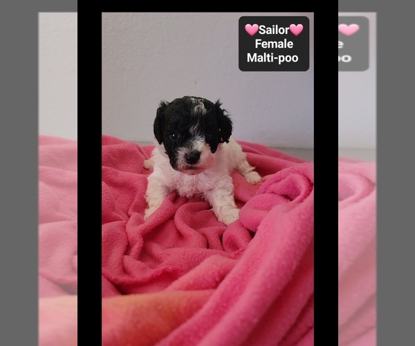Medium Photo #3 Maltipoo (Toy) Puppy For Sale in TUCSON, AZ, USA