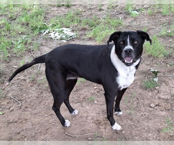 Medium Photo #2 American Staffordshire Terrier-Pointer Mix Puppy For Sale in Mountain View, AR, USA