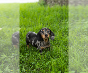 Dachshund Puppy for sale in NAPPANEE, IN, USA