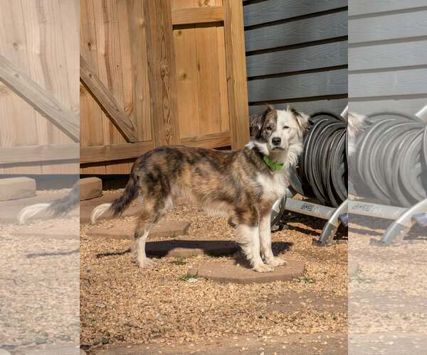 Medium Photo #3 Australian Shepherd-Unknown Mix Puppy For Sale in Greenville, SC, USA