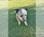 Small Photo #3 Australian Cattle Dog Puppy For Sale in BRIGGSDALE, CO, USA