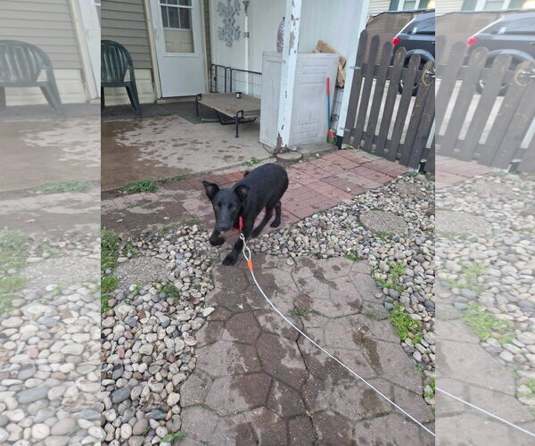 Medium Photo #2 Labrador Retriever-Unknown Mix Puppy For Sale in New London, WI, USA