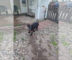 Small #1 Labrador Retriever Mix