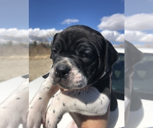 Medium Photo #1 Alapaha Blue Blood Bulldog Puppy For Sale in HARDIN, MT, USA