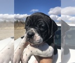 Small Photo #1 Alapaha Blue Blood Bulldog Puppy For Sale in HARDIN, MT, USA