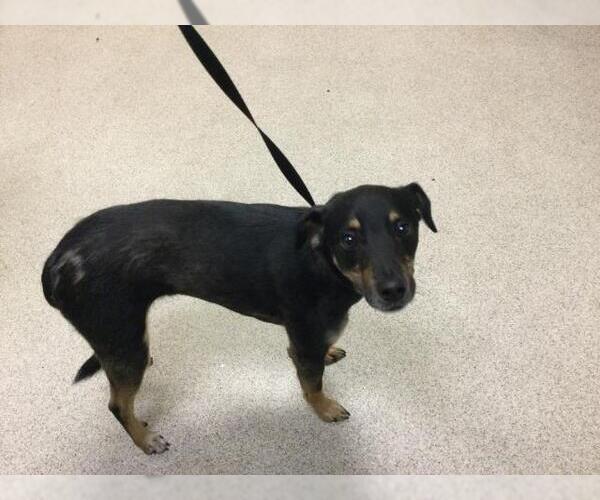 Medium Photo #1 Chihuahua-German Shepherd Dog Mix Puppy For Sale in Riverside, CA, USA