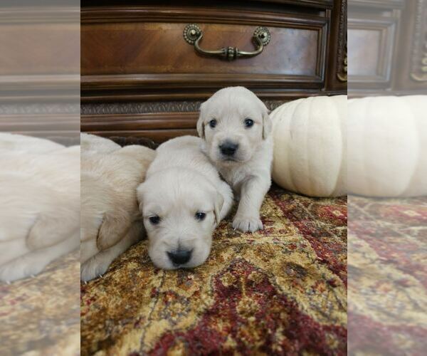 Medium Photo #8 English Cream Golden Retriever Puppy For Sale in SACRAMENTO, CA, USA
