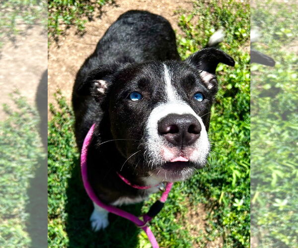 Medium Photo #3 Catahoula Leopard Dog-Unknown Mix Puppy For Sale in Jefferson, WI, USA