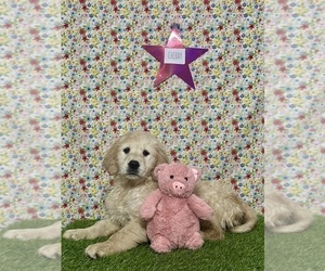 Medium Golden Retriever