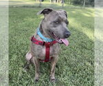 Small #1 Mutt
