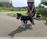 Small #10 Basset Hound Mix