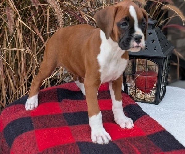 Medium Photo #64 Boxer Puppy For Sale in GOSHEN, IN, USA