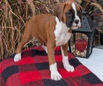 Small Photo #64 Boxer Puppy For Sale in GOSHEN, IN, USA