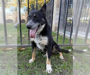 Mutt Dogs for adoption in Riverside, CA, USA