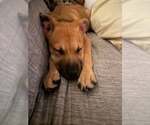 Small Photo #3 Mutt Puppy For Sale in Shillington, PA, USA