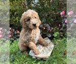 Image preview for Ad Listing. Nickname: Clifford