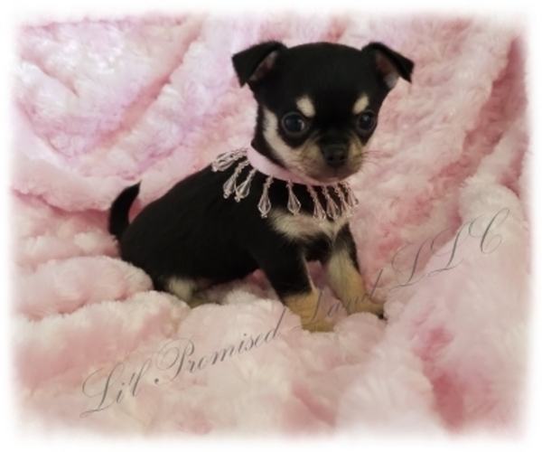 Medium Photo #3 Chihuahua Puppy For Sale in HUGGINS, MO, USA