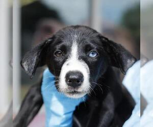American Staffordshire Terrier-Unknown Mix Dogs for adoption in San Antonio, TX, USA