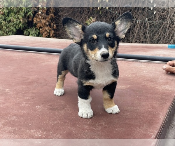 Medium Photo #10 Pembroke Welsh Corgi Puppy For Sale in OAKDALE, CA, USA