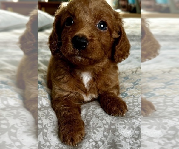 Medium Photo #10 Goldendoodle (Miniature) Puppy For Sale in PENSACOLA, FL, USA