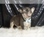 Puppy Dexter AKC French Bulldog