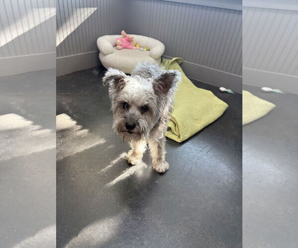 Medium Photo #10 Mutt Puppy For Sale in Mount Pleasant, SC, USA