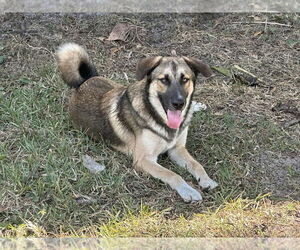 Anatolian Shepherd-Unknown Mix Dogs for adoption in Tampa, FL, USA