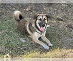 Small Anatolian Shepherd Mix