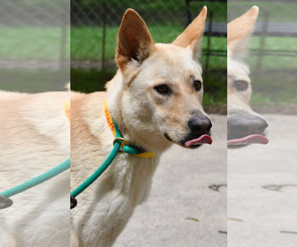 Medium Photo #6 Carolina Dog-Unknown Mix Puppy For Sale in Houston, TX, USA