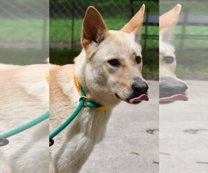 Bella - Female Carolina Dog-Unknown Mix Dog for Adoption - Photo #6