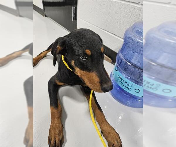 Medium Photo #1 Doberman Pinscher Puppy For Sale in Temple, TX, USA