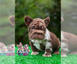 French Bulldog Puppy for sale in CARLSBAD, CA, USA