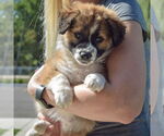 Small #2 Sheprador