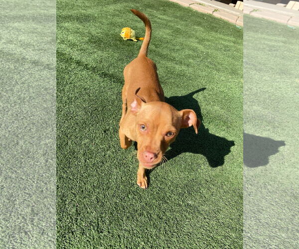 Medium Photo #7 Chihuahua-Unknown Mix Puppy For Sale in La Verne, CA, USA