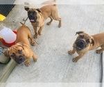 Small Photo #5 Bullmastiff Puppy For Sale in FRANKLINVILLE, NJ, USA