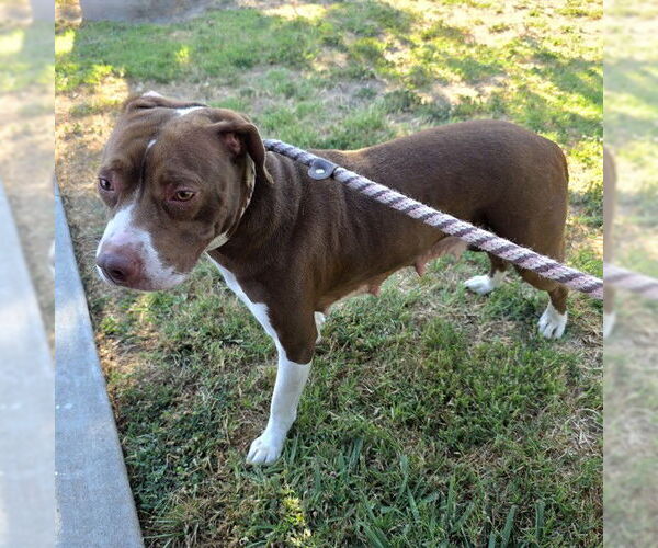 Medium Photo #1 Mutt Puppy For Sale in Long Beach, CA, USA