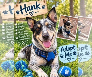Mutt Dogs for adoption in Queen Creek, AZ, USA