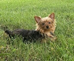 Small #2 Yorkshire Terrier