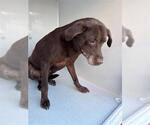 A663853 - Female Labrador Retriever-Unknown Mix Dog for Adoption - Small photo