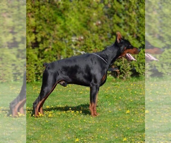 Medium Photo #30 Doberman Pinscher Puppy For Sale in FORT LAUDERDALE, FL, USA