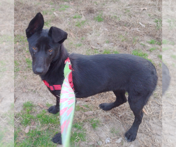 Medium Photo #4 Mutt Puppy For Sale in Camden, SC, USA