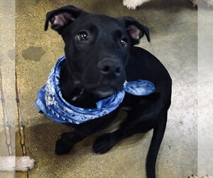 Labrador Retriever Dogs for adoption in El Centro, CA, USA
