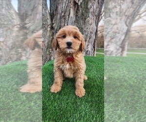 Goldendoodle (Miniature) Puppy for sale in INDIANAPOLIS, IN, USA