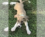 Small Photo #7 Great Dane Puppy For Sale in LONG BEACH, CA, USA