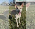 Small #1 Basenji Mix