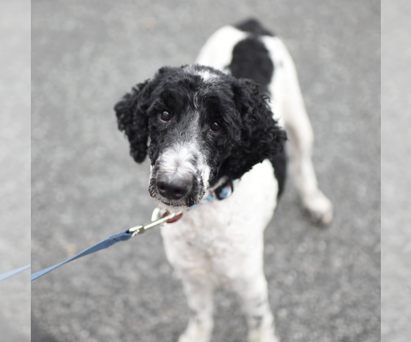 Medium Photo #1 Mutt Puppy For Sale in Brooklyn, NY, USA