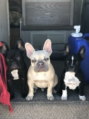 Father of the French Bulldog puppies born on 01/18/2019