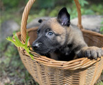 Small #9 Belgian Malinois