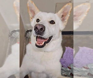 German Shepherd Dog Dogs for adoption in Lewistown, PA, USA