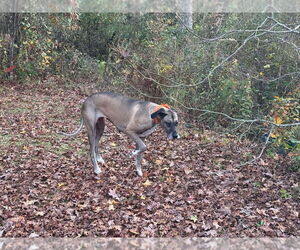 Duchess - Female Great Dane Dog for Adoption - Photo #2